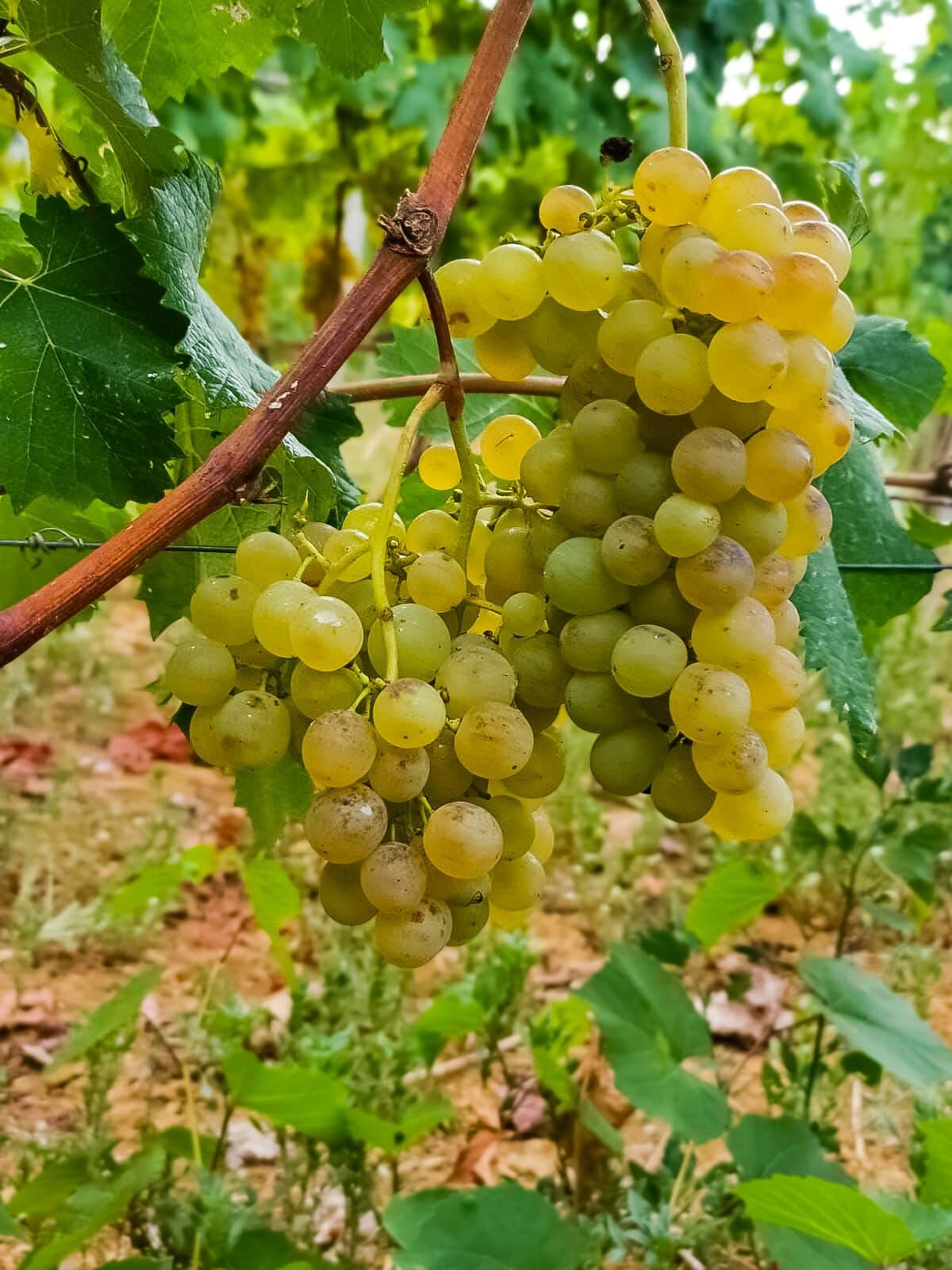 Ca' di Frei – bilde 3